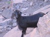 Maroko 2007 - Jabal Toubkal Maroko 2007 - Jabal Toubkal