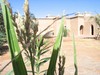 Maroko 2007 - Roliny